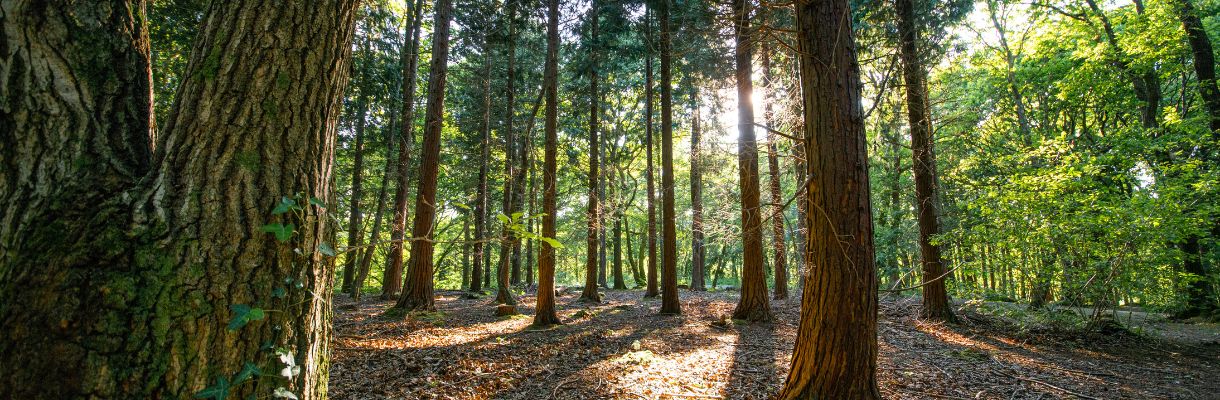 Sun-soaked Isle of Wight woodland on a summer's day